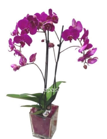 Pianta di Phaleonopsis piccola